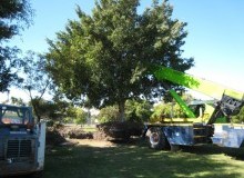 Kwikfynd Tree Management Services
cedarcreek