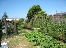 Kwikfynd Vegetable Gardens
cedarcreek